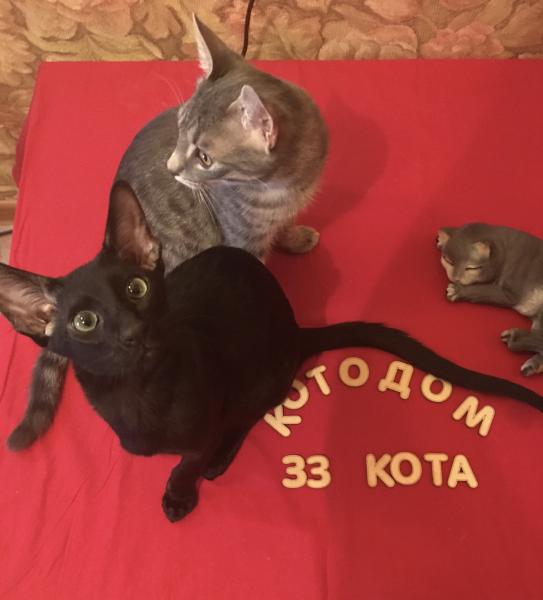 Elena:  Передержка кошек «33 Кота»