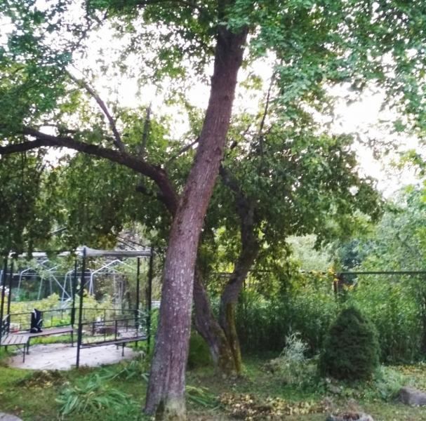 Андрей:  Спил и обрезка деревьев в Одинцовском районе