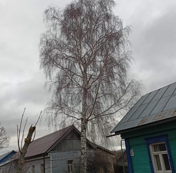 Андрей:  Спил и обрезка деревьев в Чеховском районе 