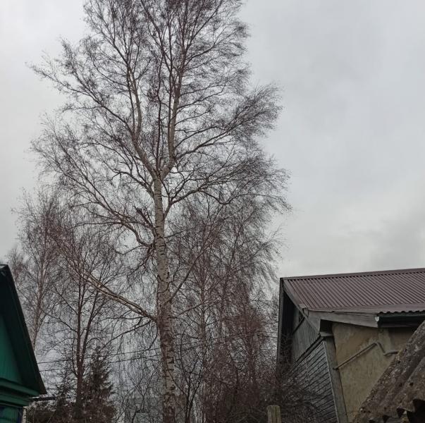 Андрей:  Спил и обрезка деревьев в Троицке и Новой Москве