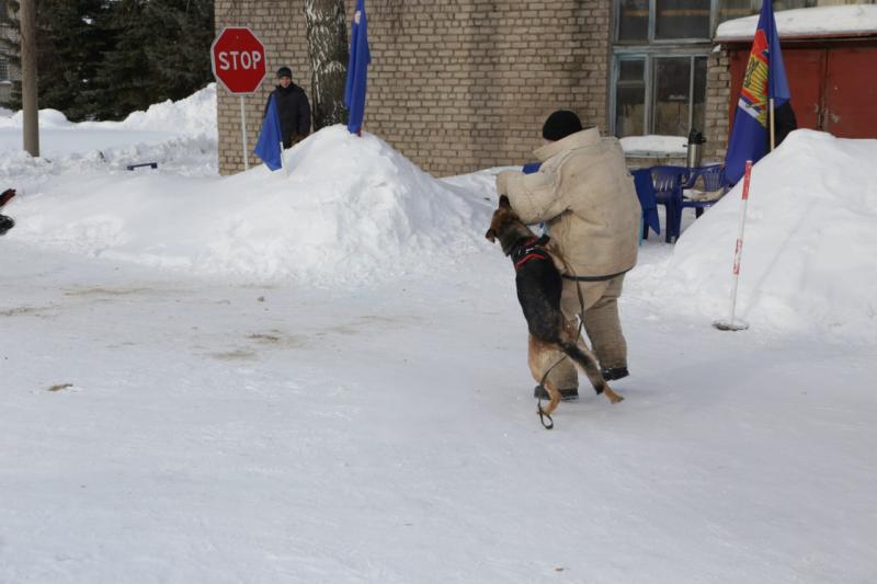 Алексей Саламатин:  Дрессировка собаки на охрану частной территории 