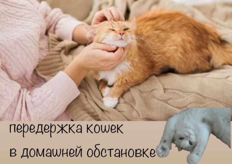 Юлия:  Передержка кошек и котиков