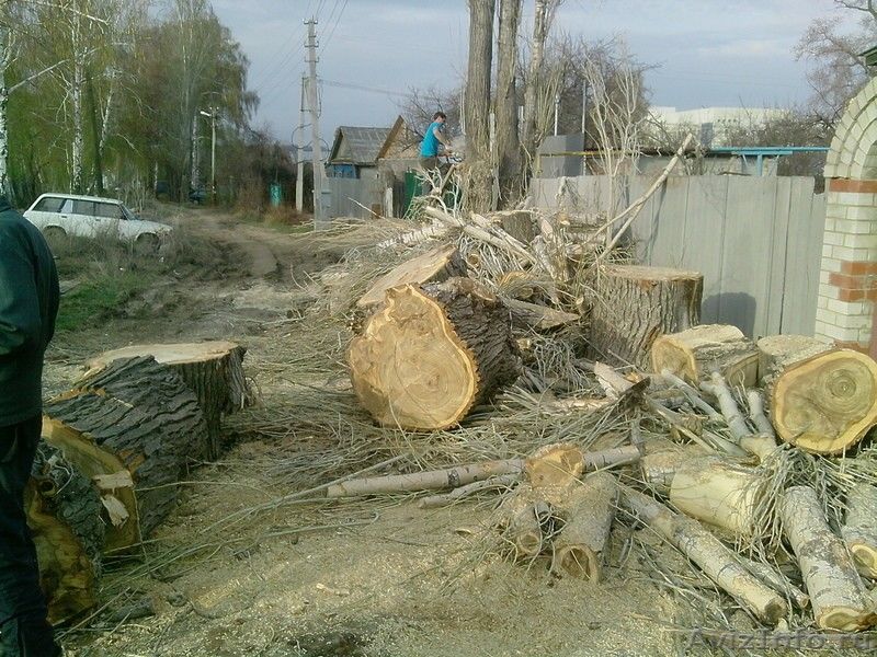 Алексей:  Спил деревьев Благоустройство территории