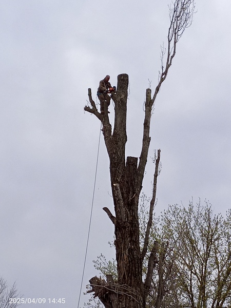 Удаление деревьев