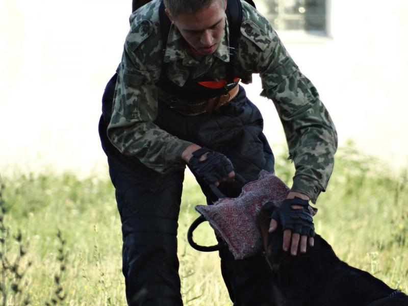 Markov Sport Dogs:  Дрессировка собак в Воронеже, Услуги кинолога