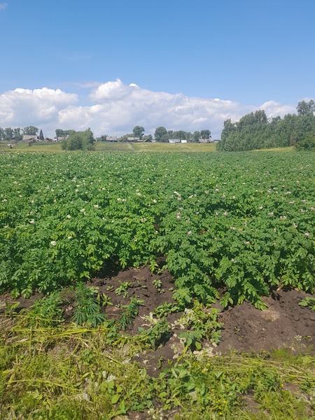 Продам картофель 