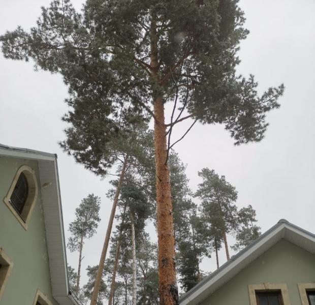 Андрей:  Спил и обрезка деревьев в Красногорском районе 