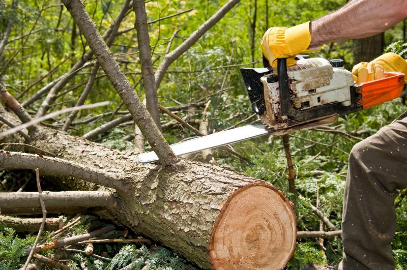 Базис:  Спилить дерево
