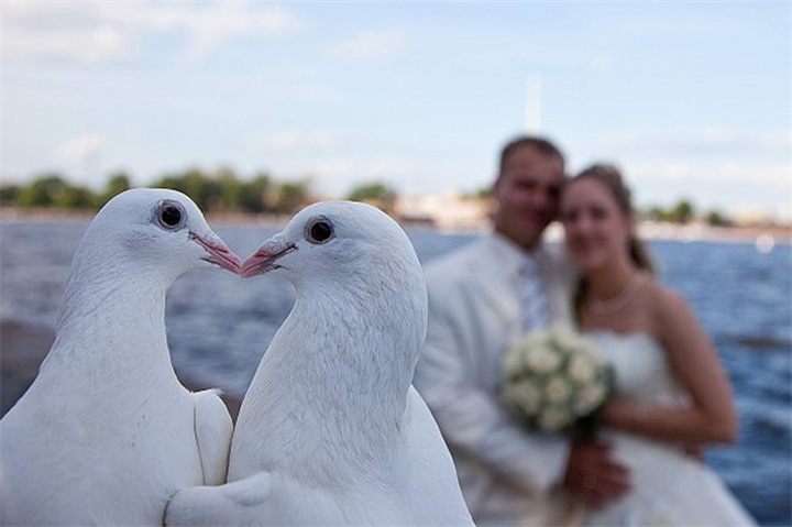 Александр:  Голуби на свадьбу  в Санкт-Петербурге 