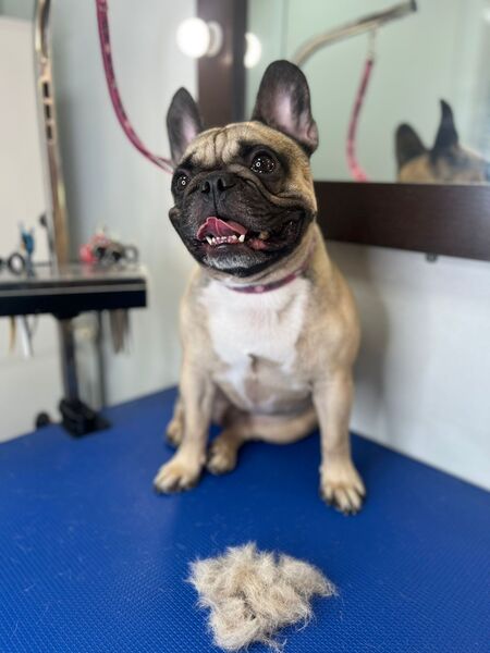 Экспресс-линька и стрижка собак 