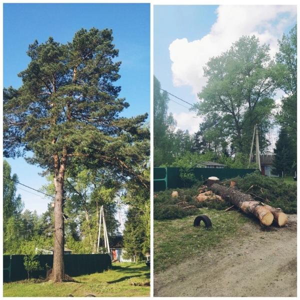 Анатолий Иванович :  Спил деревьев в Малоярославце 