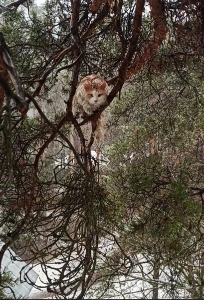 Илья:  Снять кота или кошку с дерева
