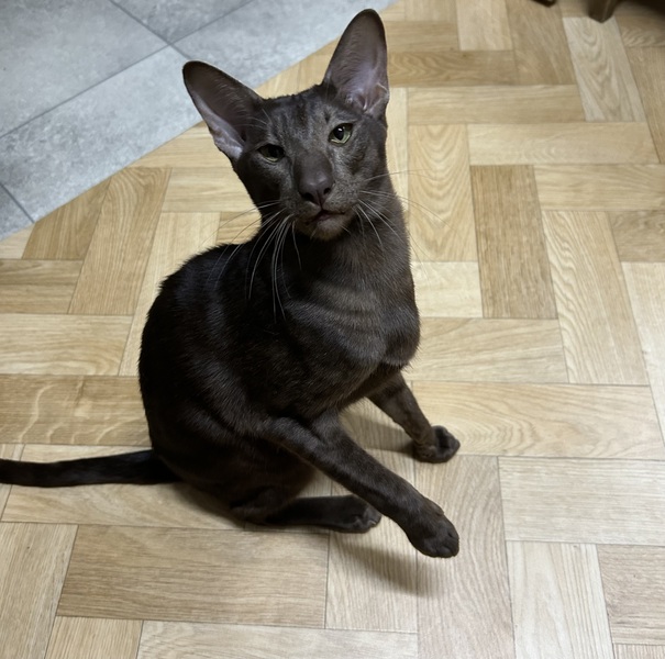 Вязка с котом