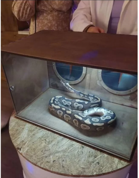 Snake Museum:  Игра Кажется нащупал (фанбокс, трешбокс) и Угадай напиток