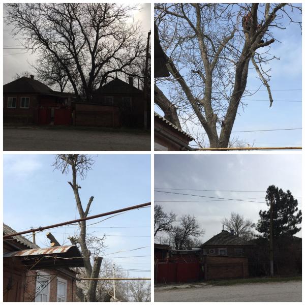 Спил деревьев Ростов-на-Дону