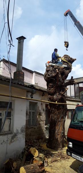 Валерий:  Спил деревьев Севастополь 