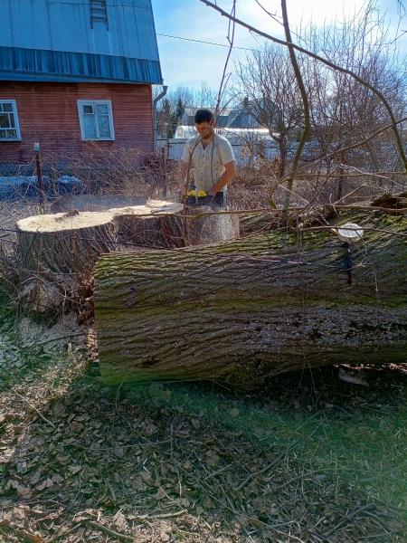 Анатолий Иванович :  Спил деревьев с вывозам 