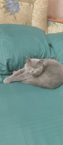 Британский кот,  вязка