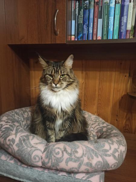 Оксана:  Домашняя передержка кошек