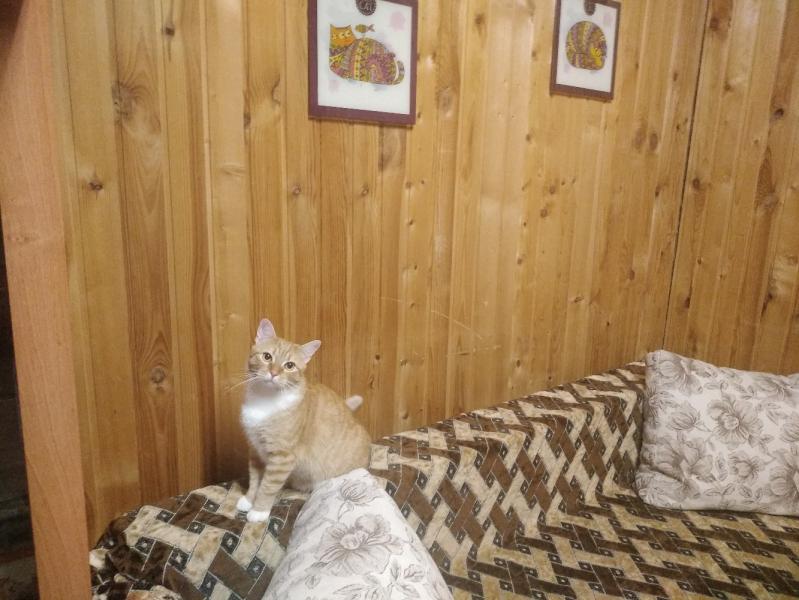Оксана:  Домашняя передержка кошек