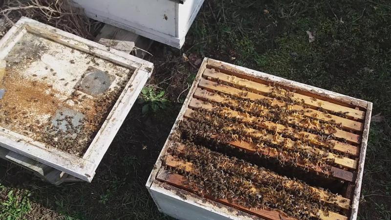 Сергей:  Пчелопакеты пчелы в наличии Санкт-Петербург