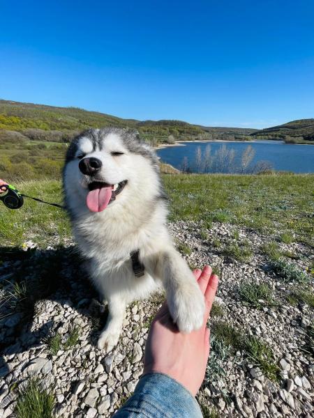 Виталий:  Собака для фотосессии
