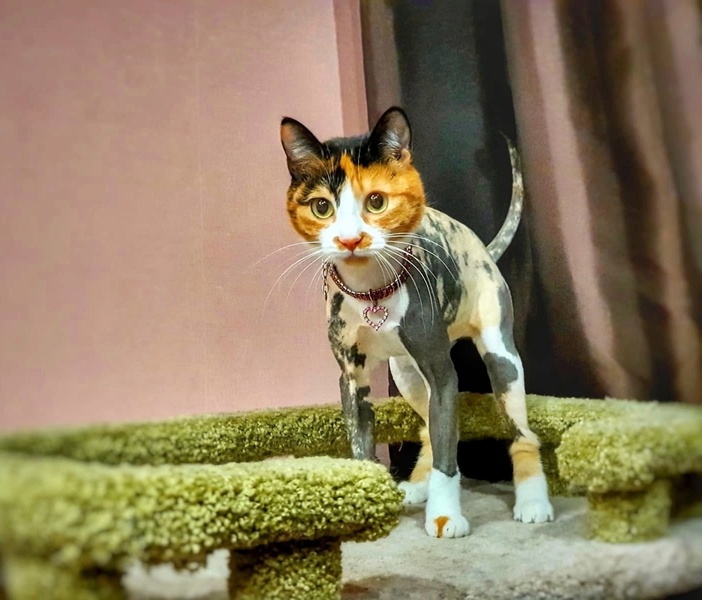 Стрижка кошек