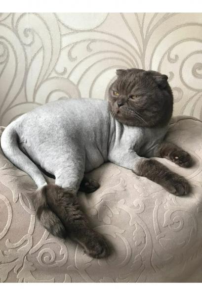 Стрижка кошек с выездом 