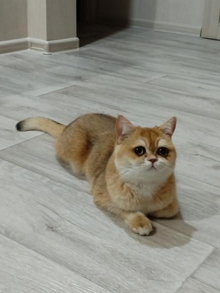 Оксана:  Вязка кошка