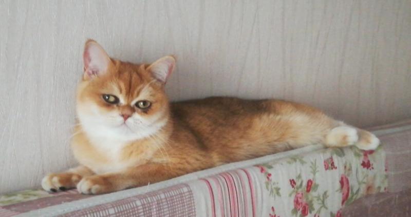 Оксана:  Вязка кошка