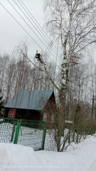 Денис:  Удаление деревьев в Пушкино