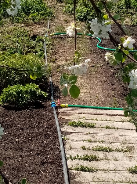 Обработка сада весной цена в Тюмени | Весенняя обработка участка от болезней и вредителей