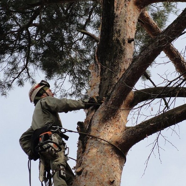 Центр обслуживания насаждений:  Спил деревьев в Хабаровске недорого