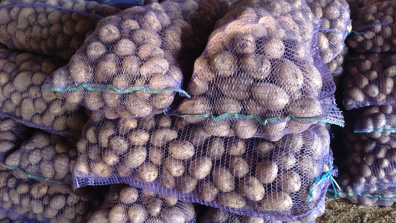 Продаём картофель оптом