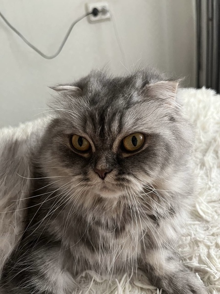 Ищем кота для вязки