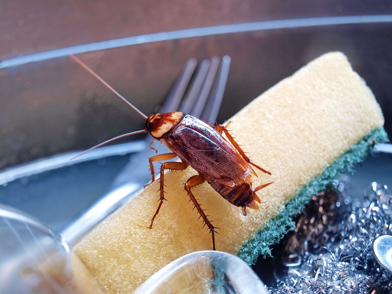 Александр:  Уничтожение тараканов в Краснодаре