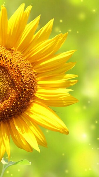 Магия. Гадание. Приворот. Чистки. Вернуть жену. 