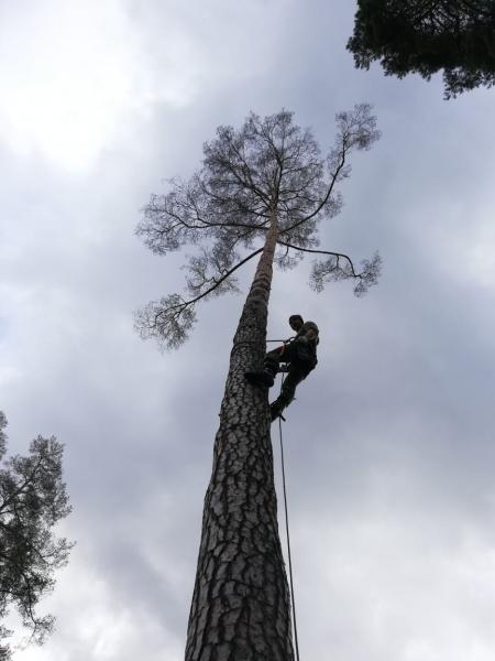 Дмитрий:  Спил деревьев Обрезка веток Удаление пней