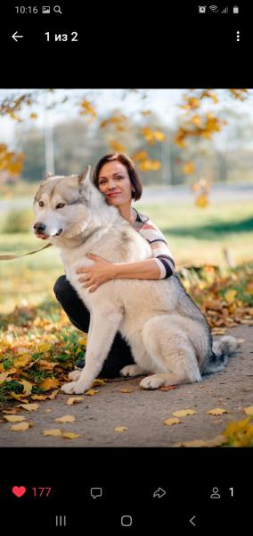 Ищу невесту для кобеля хаски