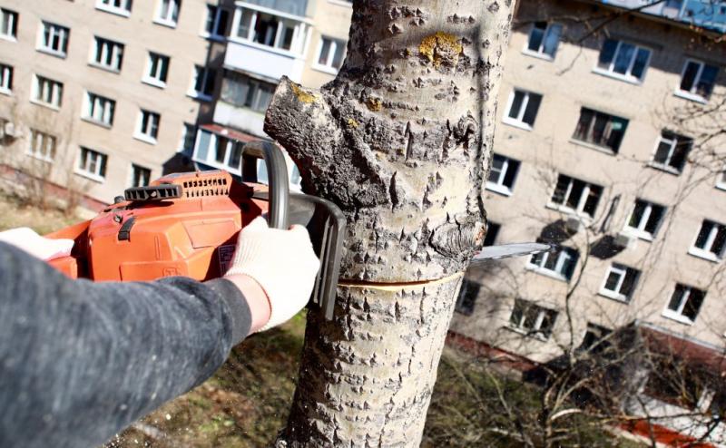 Анатолий Иванович :  Спил аварийных деревьев 