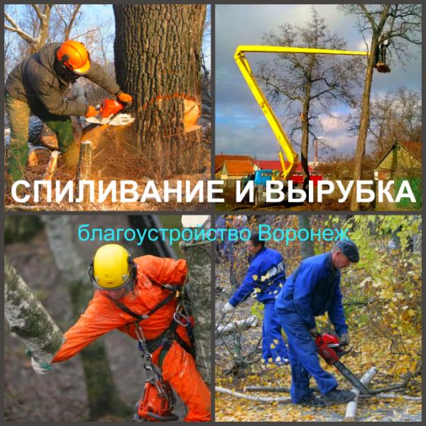 Ярослав:  Спил деревьев