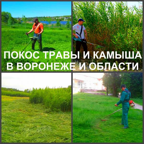 Ярослав:  Покос травы Воронеж. Мы косим траву триммером.