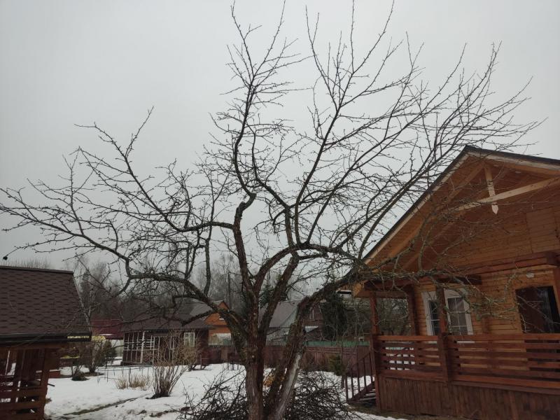 Вячеслав:  Весенняя обрезка деревьев