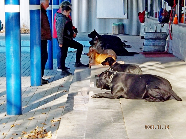 Ирина: Дрессировка собак в Саратове