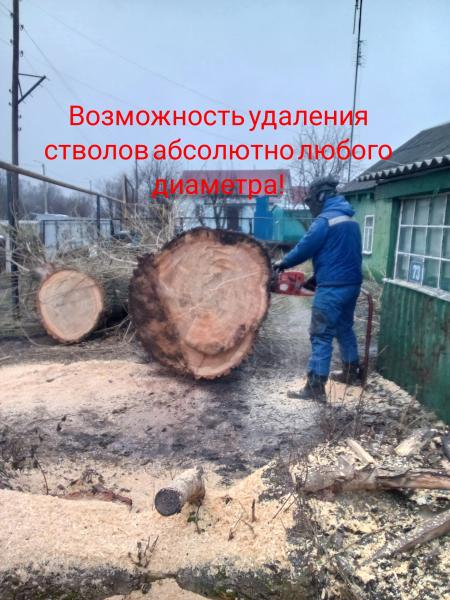 Владимир:  Спилить дерево