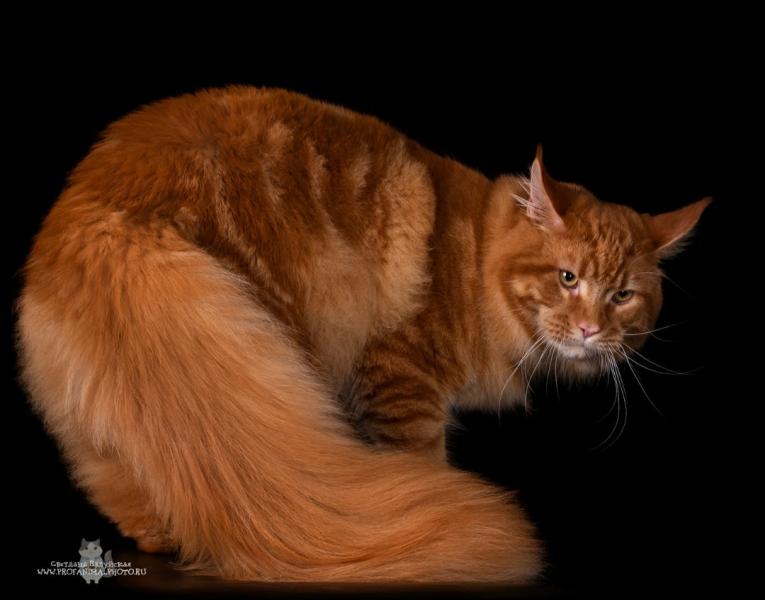 Светлана:  кот мейн-куна на вязку