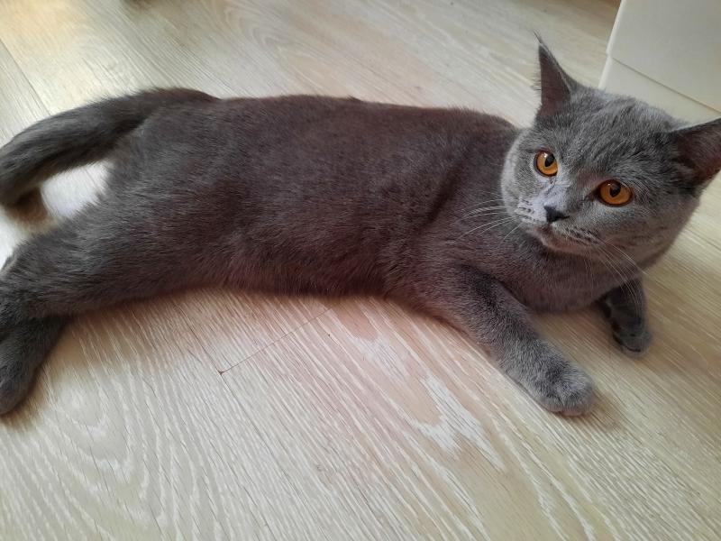 Юлия:  Шотландская кошка ищет кота для вязки