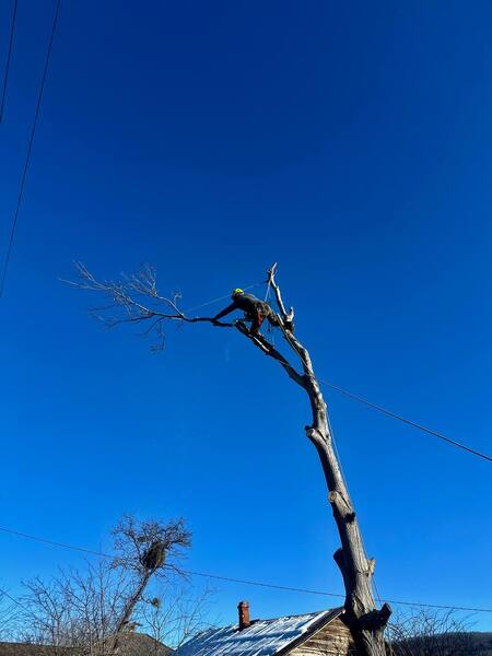 Спил деревьев расчистка участков
