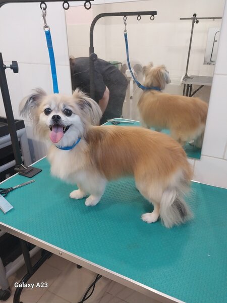 Услуги грумера 