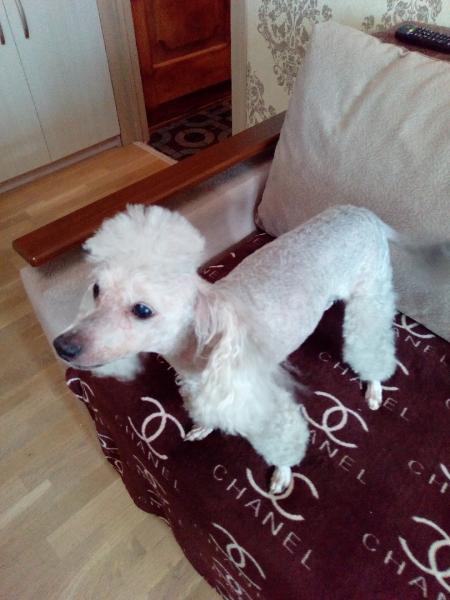 Груминг собак и кошек